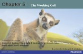 Chapter 5 The Working Cell · 2018. 8. 29. · 5.5 Water balance between cells and their surroundings is crucial to organisms The cell walls of plant cells, prokaryotes, and fungi