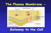 The Plasma Membrane · 2018. 9. 1. · 4 Functions of Plasma Membrane Provide a binding site for enzymes Provide anchoring sites for cytoskeleton Contains the cytoplasm (fluid in