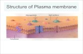 Structure of Plasma membrane - JU Medicine · membrane (50% of Cell membrane structure) • cholesterol helps to separate phospholipids, so the fatty acid chains can't come together