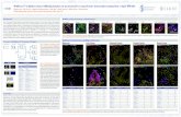 MultiOmyxTM multiplexed tumor infiltrating lymphocyte ... · MultiOmyxTM multiplexed tumor infiltrating lymphocyte panel provides comprehensive imm unophenotyping from a single FFPE