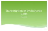 Transcription in Prokaryotic Cells - elysciencecenter.comelysciencecenter.com/yahoo_site...Prokaryotic_Cells...bacterial cell growth by inhibiting RNA synthesis. * For example, rifampin