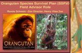 Orangutan Species Survival Plan (SSP)© Field Advisor Role€¦ · Zoo Negara HUTAN-KOCP Sepilok Matang (2013) Semenggoh (2013) New sites for 2013 - Zoos Bali Zoo Bali Safari and