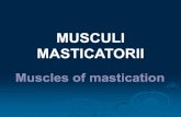 MUSCLES OF MASTICATION€¦ · Muscles of mastication MUSCULI MASTICATORII 4 pairs of muscles attached to the mandible Movement of temporomandibular joint Arise from the bones of