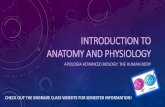 Introduction to anatomy and physiology€¦ · Connective tissue mainly serves as structure and support, often connecting two other types of tissue to each other. Epithelial tissue