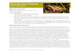 P P B BBFB Pine Barrens Treefrog - Florida Fish and ... · Pine Barrens treefrogs are protected by the general prohibitions outlined in Rule 68A-4.001, F.A.C.: no wildlife or freshwater