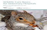 Wildlife Care Basics for Veterinary Hospitalsugacvmwtc.weebly.com/.../wildlife_care_basics.pdf · Wildlife Care Basics for Veterinary Hospitals: Before the Rehabilitator Arrives 1