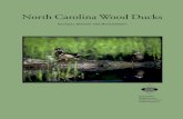 North Carolina Wood Ducks · 2015. 3. 16. · Wood ducks require forested wetland habitat for food and cover.In North Carolina this type of area may be associated with beaver ponds,