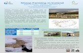 Sheep Farming in Iceland · fed sheep) on sheep farms in Iceland. The production breed is the North European short-tailed Icelandic sheep. • Mature ewes weigh 150-160 lbs. and rams
