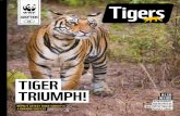 Tigers · 2020. 7. 23. · TIGERS NEWS • YOUR TIGERS UPDATE In 2017, we helped establish the first-ever camera trap monitoring in the park, revealing 26 incredible wild tigers ver