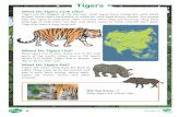 Tigers · Tigers What Do Tigers Look Like? Tigers are the biggest of the big cats. Most tigers have orange fur with black stripes. Some tigers have black or white fur with light brown