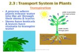 2.3 : Transport System in Plants2.3 : Transport System in Plants! Stomata in a Leaf Skin! • Under surface of a leaf has more stomata than the upper surface to avoid direct sunlight!