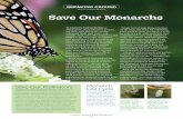 Written by Bailey McGrath Save Our Monarchs · 2019. 10. 7. · Save Our Monarchs TUCKED IN THE SUBURBS of Minneapolis, Ward Johnson’s gardens are abuzz with plants like swamp milkweed,