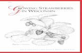 Growing Strawberries in Wisconsin (A1597) · You can grow strawberries successfully on many different kinds of soil. A sandy loam is ideal, offering good drainage with adequate water-holding