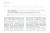 Editorial RegulationandFunctionofProteinKinasesandPhosphatasesdownloads.hindawi.com/archive/2011/794089.pdf · Among the cellular processes in which protein kinases and phosphatases