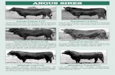 ANGUS SIRES - Bowen Stud€¦ · Page 40 - Bowen Poll Herefords & Angus Sale Catalogue 2018 Millwillah Lad E158 New Zealand outcross, excells in structure. The highest data performance