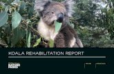 KOALA REHABILITATION REPORT · By early February, Frankie was eating well, his bandages were removed, and he was prepared for transfer to Phillip Island. Frankie arrived at the Koala