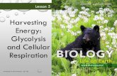 Harvesting Energy: Glycolysis and CellularGlycolysis has two stages: energy investment and energy harvesting 1) The energy investment steps of glycolysis are energy requiring Glucose