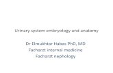 Urinary system embryology and anatomy Dr …...2018/12/01  · Urinary system embryology and anatomy Dr Elmukhtar Habas PhD, MD Facharzt internal medicine Facharzt nephology Development