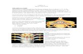 THE SPINAL CORD - WordPress.com · 2012. 6. 13. · The spinal cord is not fixed to the vertebral canal. Down from the conos medullaris is the FILUM TERMINALE. It is a continuation