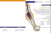 th II° HANDS-ON CAD LAB Elbow: anatomy and clinical ... · 11/3/2016  · Elbow: anatomy and clinical experiences Topics on Anatomical approaches, Arthroscopy, Arthroplasty and Prosthesis,