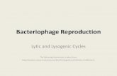 Bacteriophage Reproduction - Sciencepoint Cafemacsciencecafe.weebly.com/uploads/3/9/8/0/39808139/07...Lytic cycle • Replication of new viruses is fast • However, the host is also