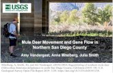 Mule Deer Movement and Gene Flow in Northern San Diego …Mule Deer Movement and Gene Flow in Northern San Diego County. Amy Vandergast, Anna Mitelberg, Julia Smith. Mitelberg, A,