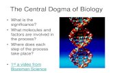 The Central Dogma of Biologyrakersscw.weebly.com/.../8555332/the_central_dogma... · The Central Dogma of Biology •What is the significance? ... the DNA strands to make an RNA copy