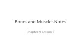 Bones and Muscles Notes - Weeblybouldercreekwinters.weebly.com/uploads/2/2/4/9/22494042/...•Bones protect the soft tissue of the brain, spinal chord, and organs. •Bones provide