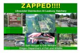 ZAPPED!!!! - RMPC€¦ · 02/12/2008  · Background Leaburg’s historical trout stocking program Produce 240,000 lbs of rainbow trout 400,000 eggs were historically hatched onsite