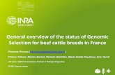 General overview of the status of Genomic Selection for ...€¦ · General overview of the status of Genomic Selection for beef cattle breeds in France Florence Phocas (florence.phocas@jouy.inra.fr)