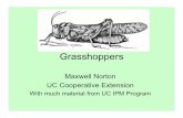 Grasshopperscemariposa.ucdavis.edu/files/112376.pdf · Most widespread and destructive: • “devastating grasshopper” = Melanoplus devastator • “valley grasshopper” = Oedaleonotus
