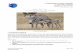 TanzaniaKenyaExt Feb2021 updatedJun2020 - Cheesemans Ecology Safaris · 2020. 6. 15. · CHEESEMANS’ ECOLOGY SAFARIS 555 North Santa Cruz Avenue Los Gatos, CA 95030-4336 USA (800)