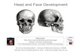 Head and Face Development · Head and Face Development Embryonic tissues contributing to cranial development Craniofacial Development Branchial/Pharyngeal Arch Derivatives: - Skeleton