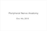 Peripheral Nerve Anatomy · Brachial Plexus-supplies motor, sensory, sympathetics to upper limb ... radial n* (C5-T1) - extensor m's of upper limb and cutaneous sensation to extensor