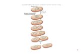 Bacterial cell Origin of Bacterial chromosome: replication Double ...€¦ · Copyright © The McGraw-Hill Companies, Inc. Permission required for reproduction or display. Septum