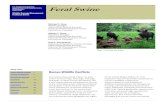 Feral Swine · 2020. 8. 17. · ecological damage occurs as a result of feral swine rooting and wallowing (Figure 5). Although rooting and wallowing damage may vary annually and spatially,