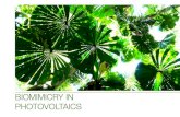 BIOMIMICRY IN PHOTOVOLTAICS Bionic Photovoltaic Panels "Bio-Inspired by Green Leaves o After examining