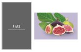 Figs - counties.agrilife.orgcounties.agrilife.org/leon/files/2020/04/Figs.pdf · Figs –Freeze Protection •To minimize freeze injury during dry falls and winters, thoroughly water