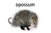 opossum - WordPress.com · 2018. 10. 16. · Title: PowerPoint Presentation Author: Yael Grossman Levy Created Date: 10/25/2017 11:05:19 AM