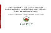 Field Eval. of Host Plant Resistance in Strawberrycesantacruz.ucanr.edu/files/299224.pdfStrawberry Against Verticillium Wilt, Macrophomina ... Marquis UC‐11 PS 9271 DR‐13 DR‐11