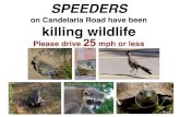 SPEEDERS on Candelaria Road have been killing wildlife ... · on Candelaria Road have been killing wildlife Please drive 25 mph or less . Created Date: 6/19/2018 4:25:39 PM ...
