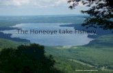 The Honeoye Lake Fishery of the... · New York (sampling and fishing). Very popular fishery for bluegills and pumpkinseeds throughout most of the year, including ice fishing. 2007