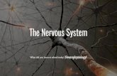 The Nervous System...The Nervous System… Connects all other organ systems together Protects you using reflexes. (eg. stove) Controls heart rate, emotions, memories, consciousness,