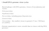 Small DNA genome virus cycles · Viruses with small DNA genomes are much more diverse regarding their genome replication strategies, transcription, translation. They include important