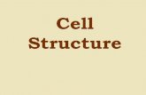 Cell Structure - Mr. Dones' Websitemrdones.weebly.com/uploads/1/3/1/1/13112687/ppt_ch7s2_cell_structure... · Cell Structure Plants, Animals, Fungi and Protists have Eukaryotic Cell(s)