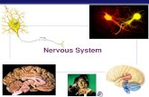Nervous System - Mrs. Chassard's Biology€¦ · AP Biology Neurotransmitters Weak point of nervous system any substance that affects neurotransmitters or mimics them affects nerve