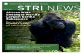 STRI NEWSstri-sites.si.edu/sites/strinews/PDFs/STRINews_Apr_15_2016.pdf · Grauer’s gorilla, Gorilla beringei graueri, is found only in forests of the eastern DRC. It is closely