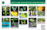 Nutrient deficiency symptoms Physiological disorders · Horticultural Development Company Stoneleigh Park Kenilworth Warwickshire CV8 2TL T: 024 7669 2051 E: hdc@hdc.ahdb.org.uk Nutrient