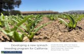Developing a new spinach breeding program for Californiavric.ucdavis.edu/ucd-access/VC3 workgroup... · • Allen Van Deynze – sequenced spinach genome; developed other genomics