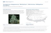 Juniperus deppeana ‘Mcfetter’: McFetter Alligator …edis.ifas.ufl.edu/pdffiles/ST/ST32300.pdfENH-482 Juniperus deppeana ‘Mcfetter’: McFetter Alligator Juniper1 Edward F. Gilman